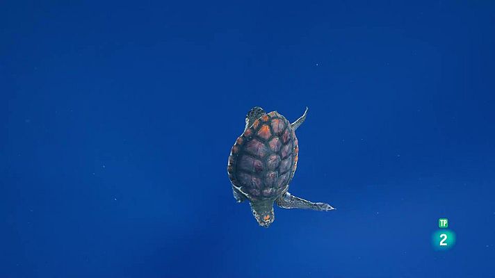 Som Documentals - Ningaloo, la meravella de l'oceà d'Austràlia: Eleccions