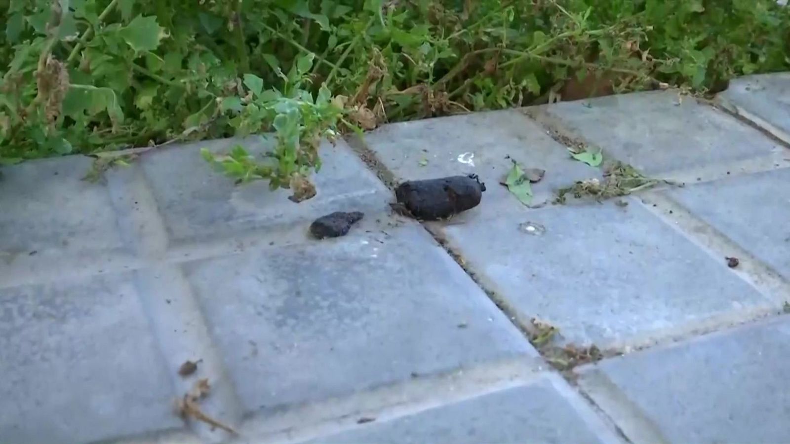 L'incivisme que hi ha envers les caques de gos | L'altaveu - L'altaveu | Veure