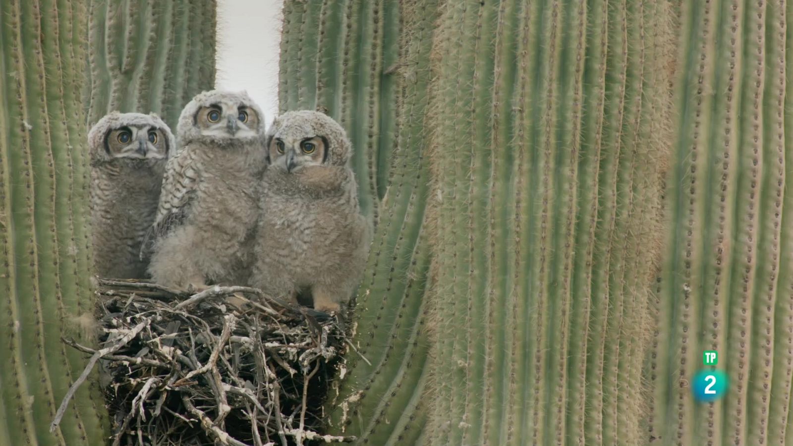 Grans Documentals - L'hotel cactus - Veure ara