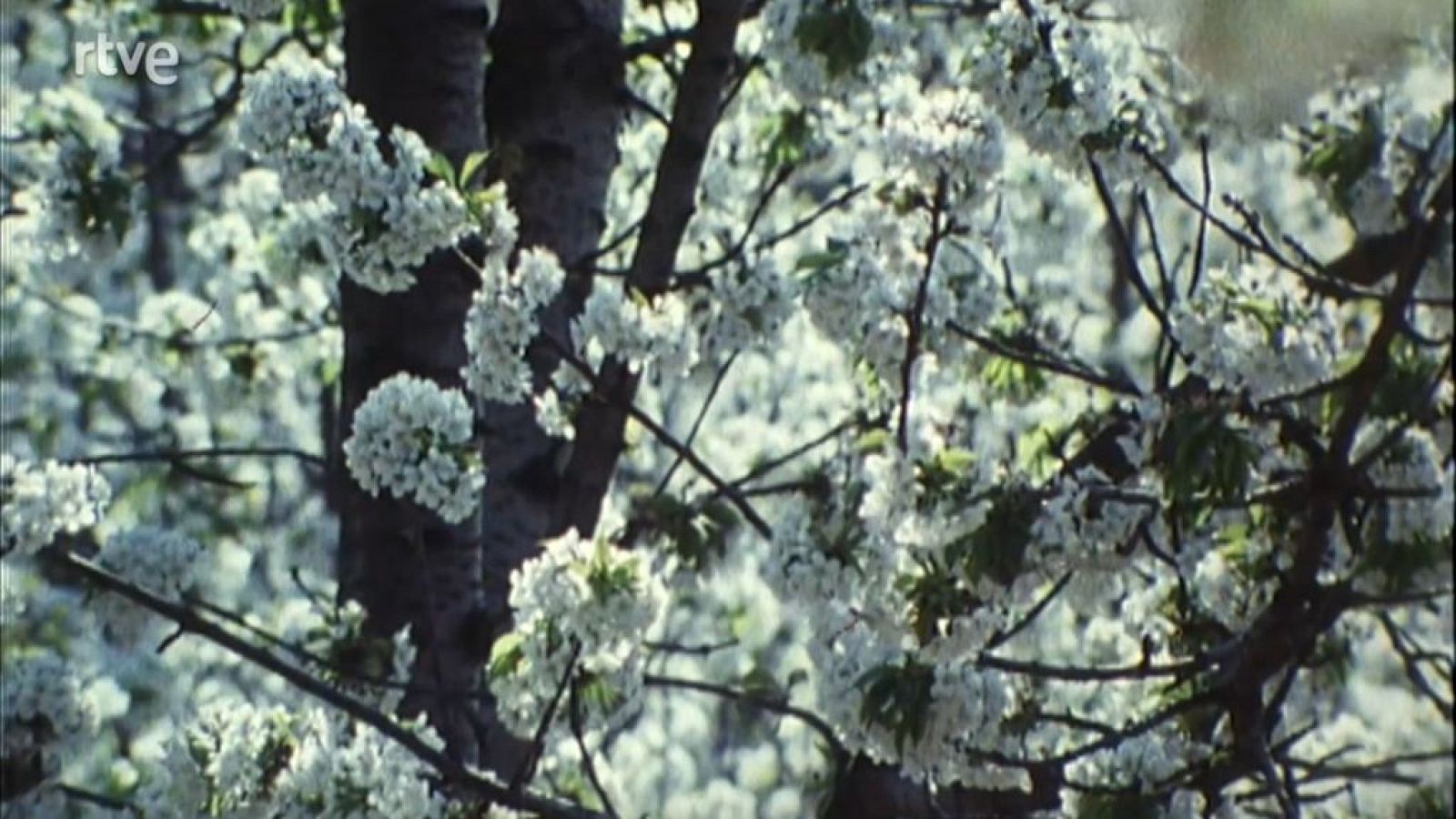 Nuestros árboles - El cerezo