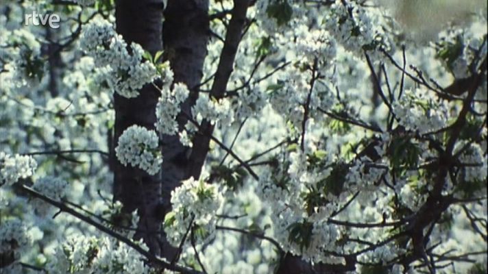 Nuestros árboles - El cerezo