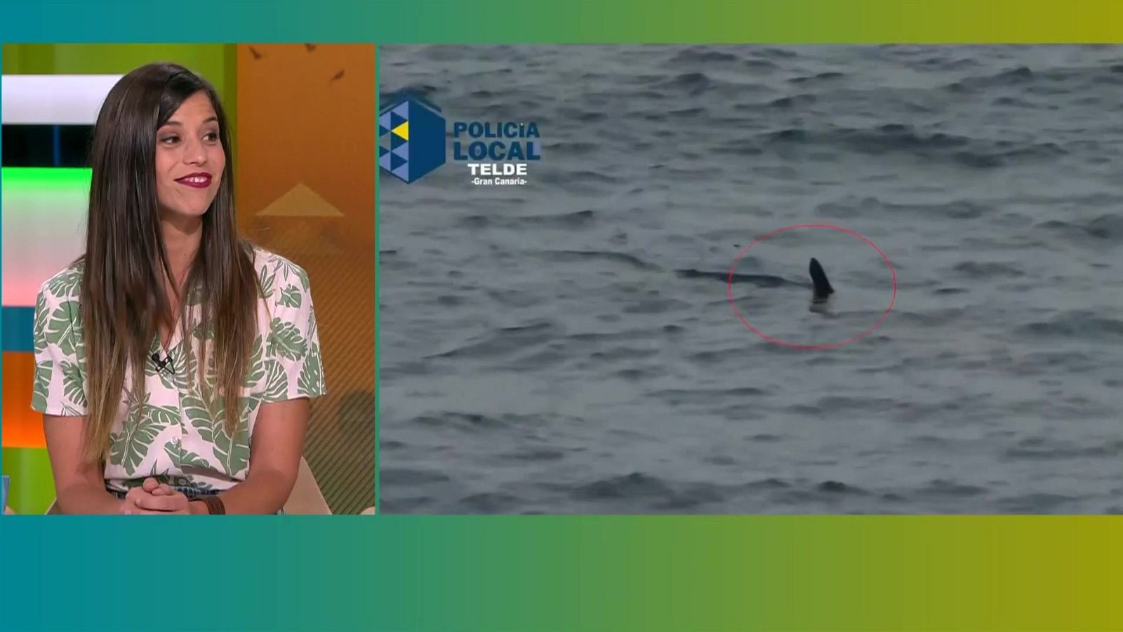 Dos taurons sembren el pànic a Gran Canària | L'altaveu - L'altaveu | Veure