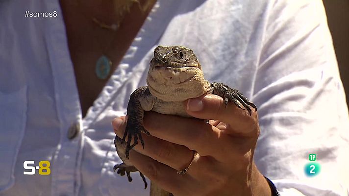 Somos 8 - Somos 8 - 21/06/2024