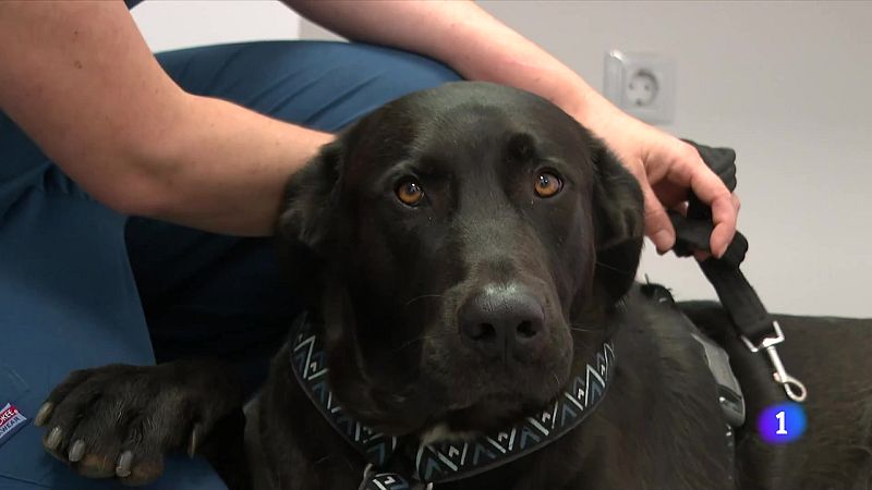 Persones i animals que maleeixen la revetlla de Sant Joan - L'Informatiu | Veure