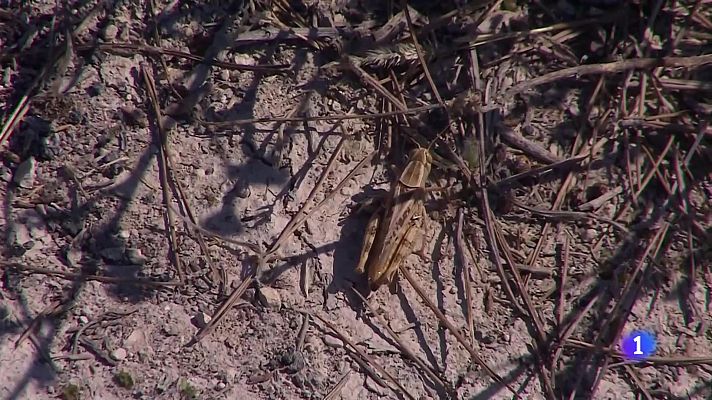 L'informatiu - Comunitat Valenciana - L'Informatiu de la Comunitat Valenciana 1 - 25/06/24