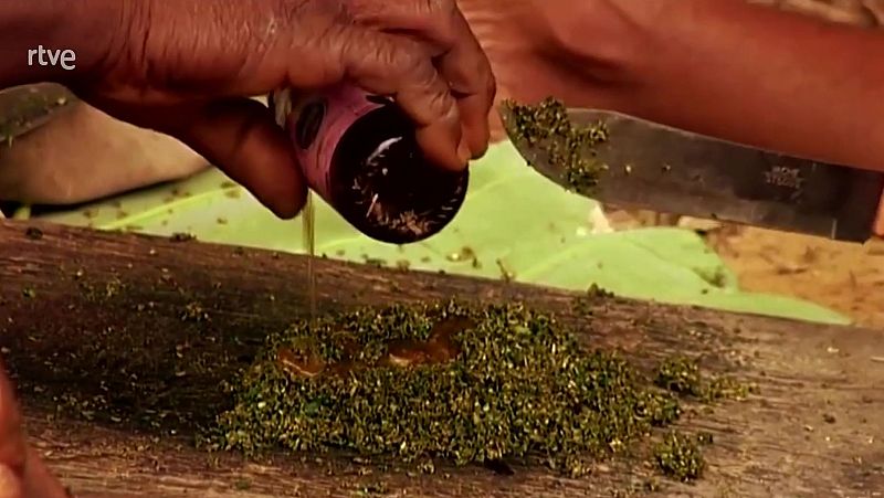 Iboga - Va de Verd | RTVE Catalunya - Va de verd | Veure