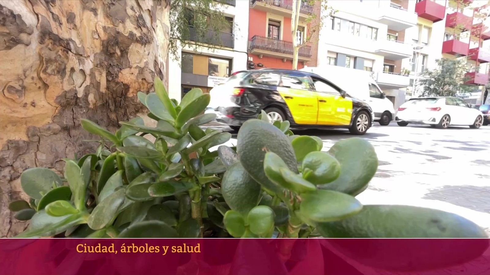 Objetivo Planeta - Ciudad, árboles y salud - ver ahora