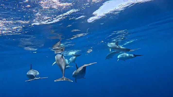 El escarabajo verde - Colosos del Atlántico