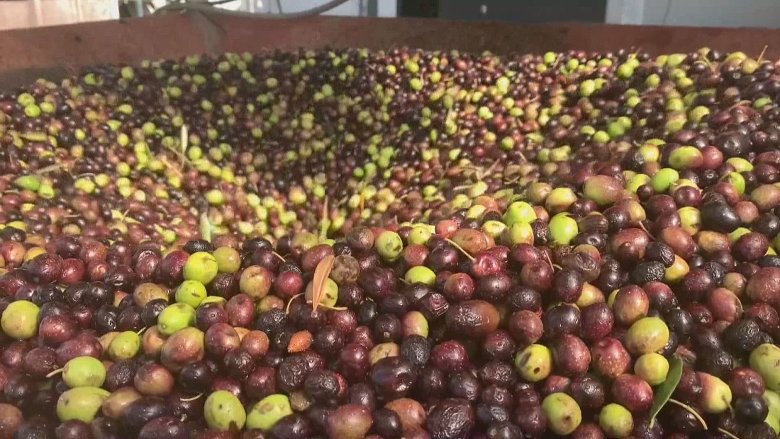 Agrosfera - 29/06/24 - ver ahora