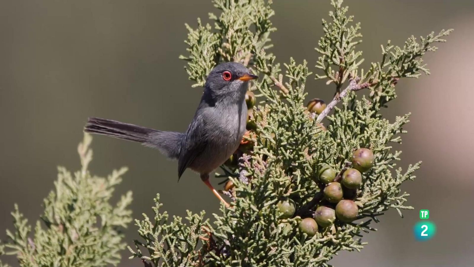 Grans Documentals - Cabrera: el Mediterrani ancestral - Veure ara