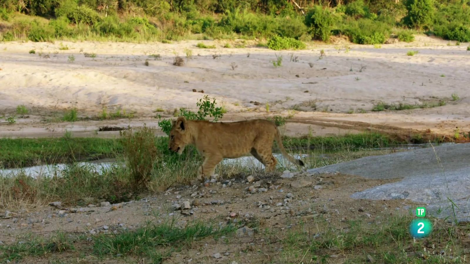 Grans Documentals - La vida als rius africans: riu Sand - Veure ara