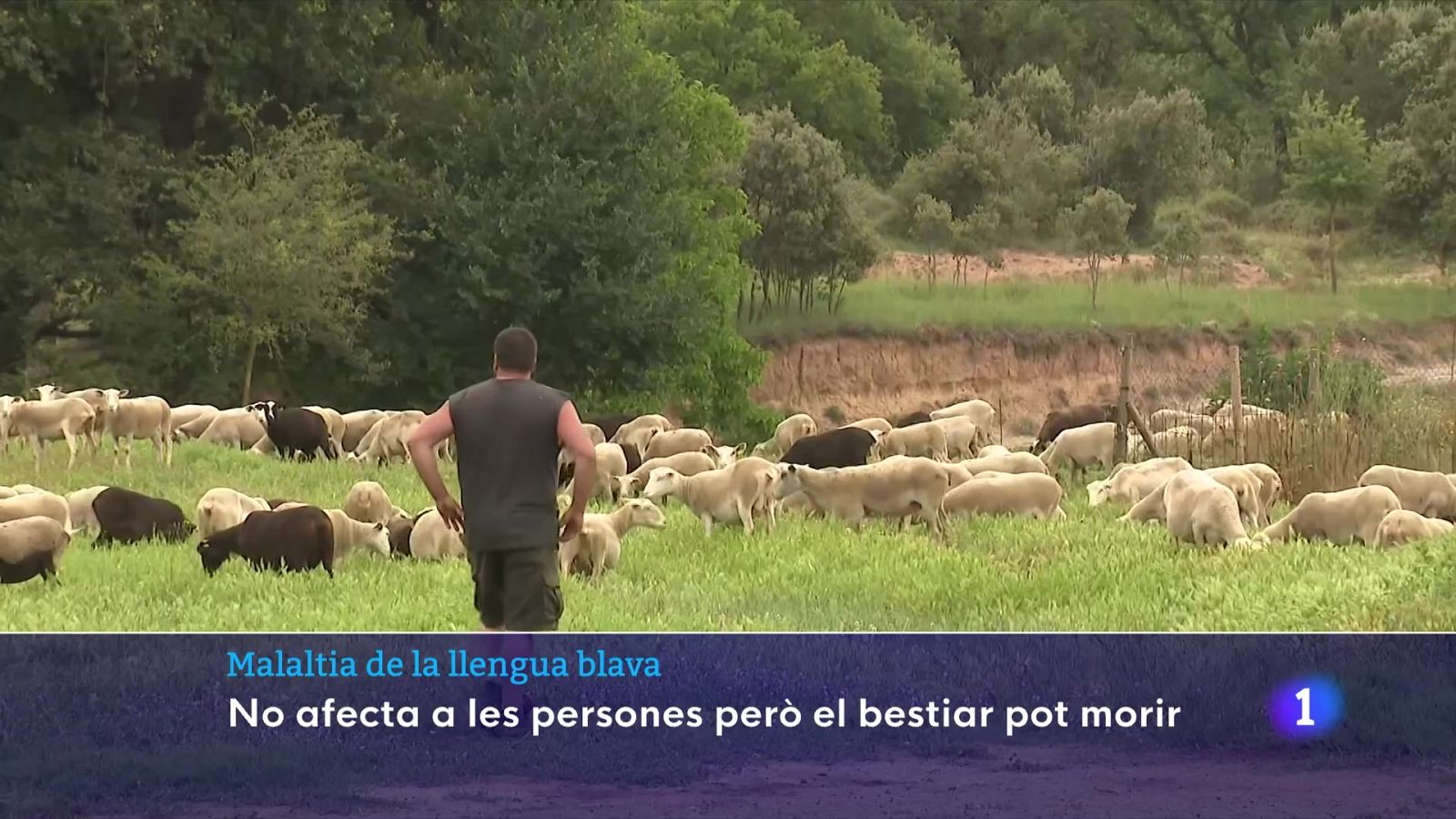 Malaltia de la llengua blava: no afecta les persones, però el bestiar pot morir - L'Informatiu | Veure