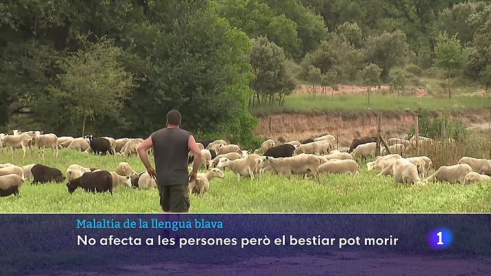 L'Informatiu - Malaltia de la llengua blava: no afecta les persones, però el bestiar pot morir