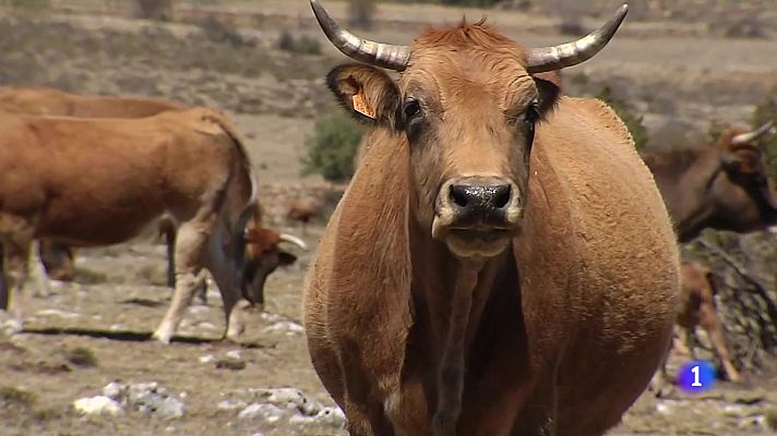 L'informatiu - Comunitat Valenciana - L'Informatiu de la Comunitat Valenciana 2 - 03/07/24