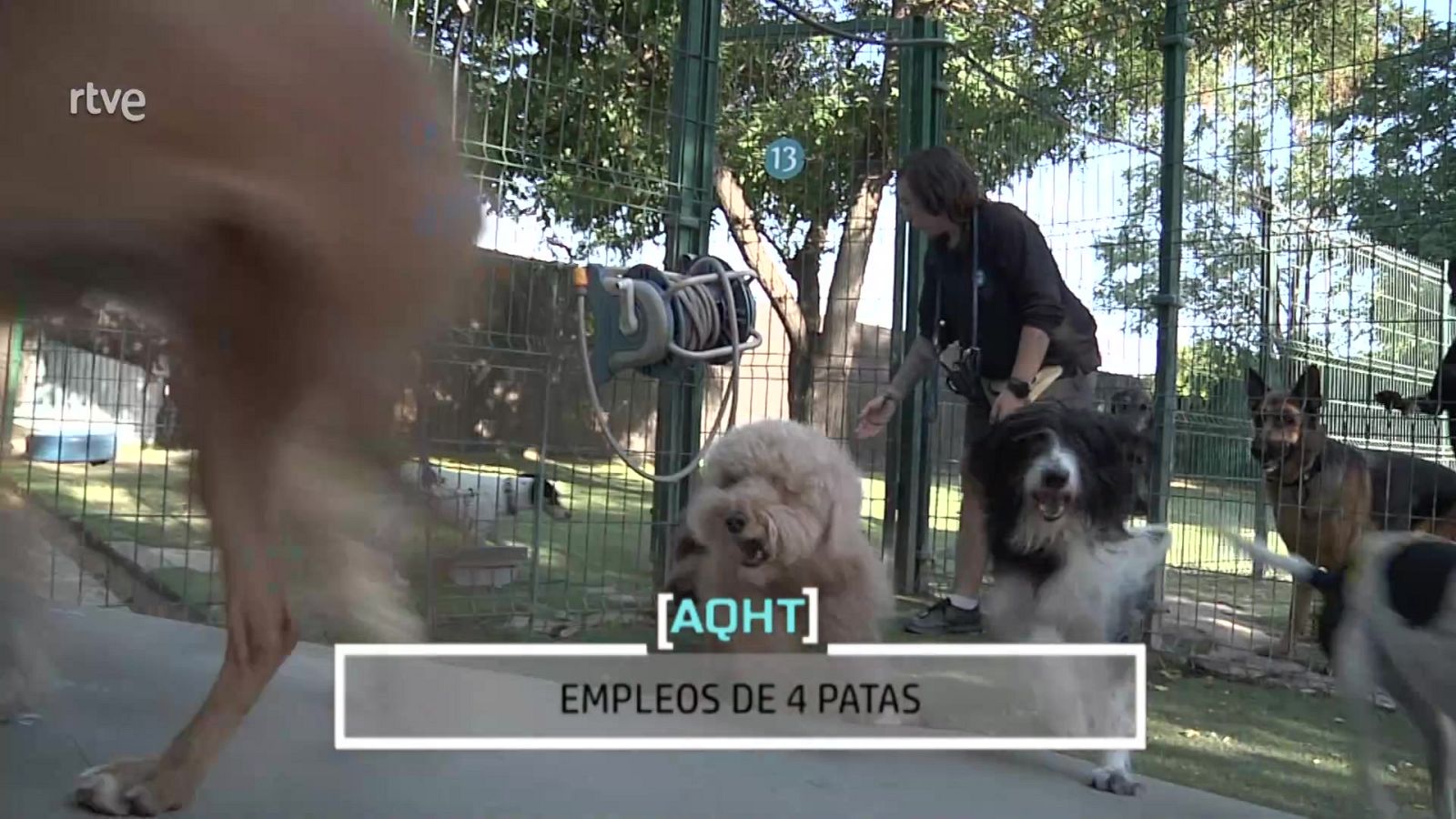 Un país de mascotas - Aquí hay trabajo | Ver