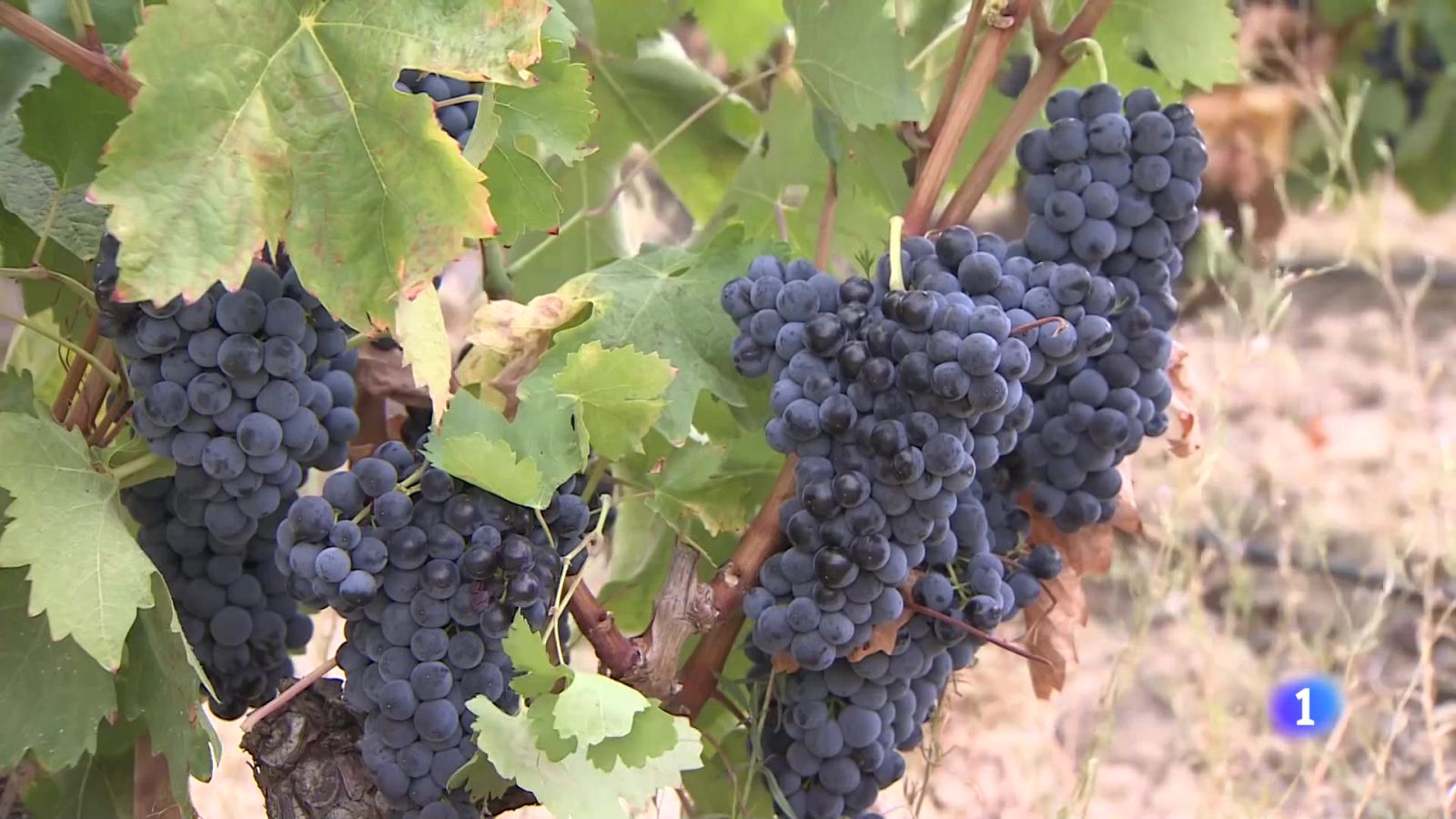 Telerioja en 2' - 04/07/24 | Ver