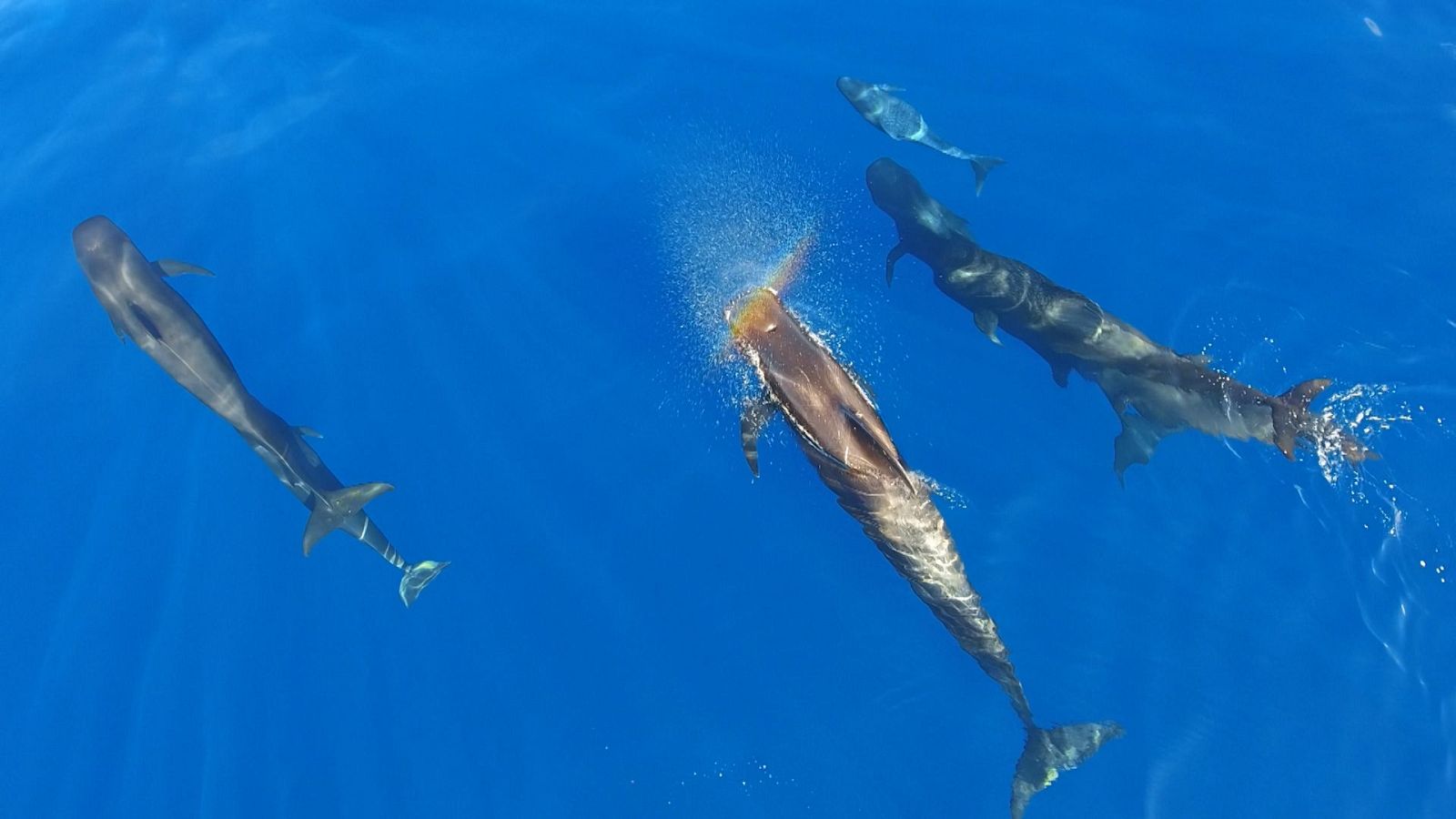 Fauna ibérica - Prisioneros del frío - ver ahora