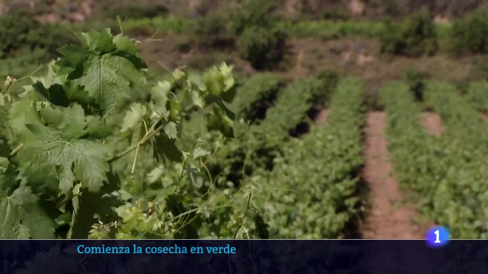 Telerioja en 2' - 08/07/24 | Ver