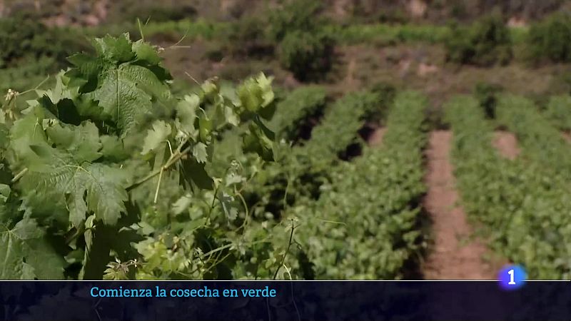 Telerioja en 2' - 08/07/24 | Ver