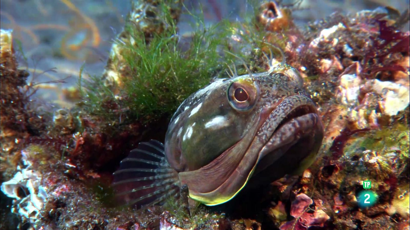 Grans Documentals - Peixos increïbles - Veure ara