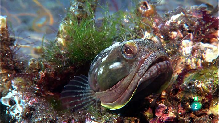 Som Documentals - Peixos increïbles