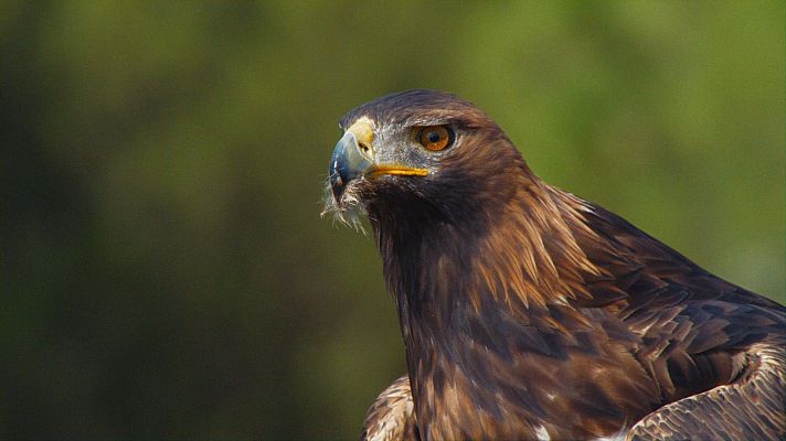 Fauna ibérica - La Gran Cadena
