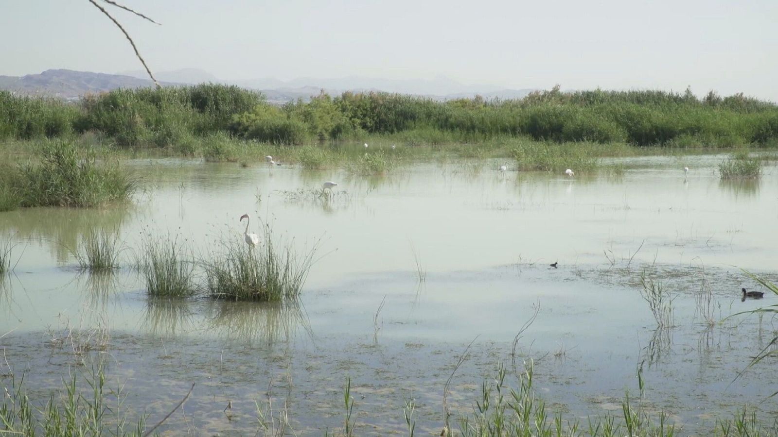 Comando actualidad - En terreno pantanoso - Ver ahora