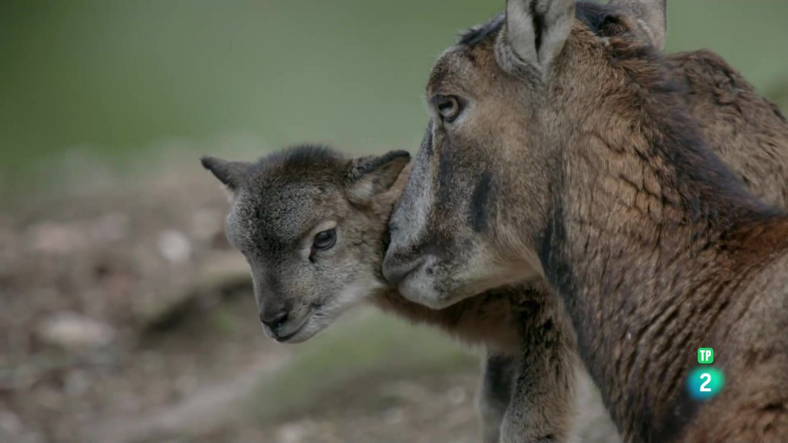 Grans Documentals - Còrsega: muntanyes a la mar - Veure ara