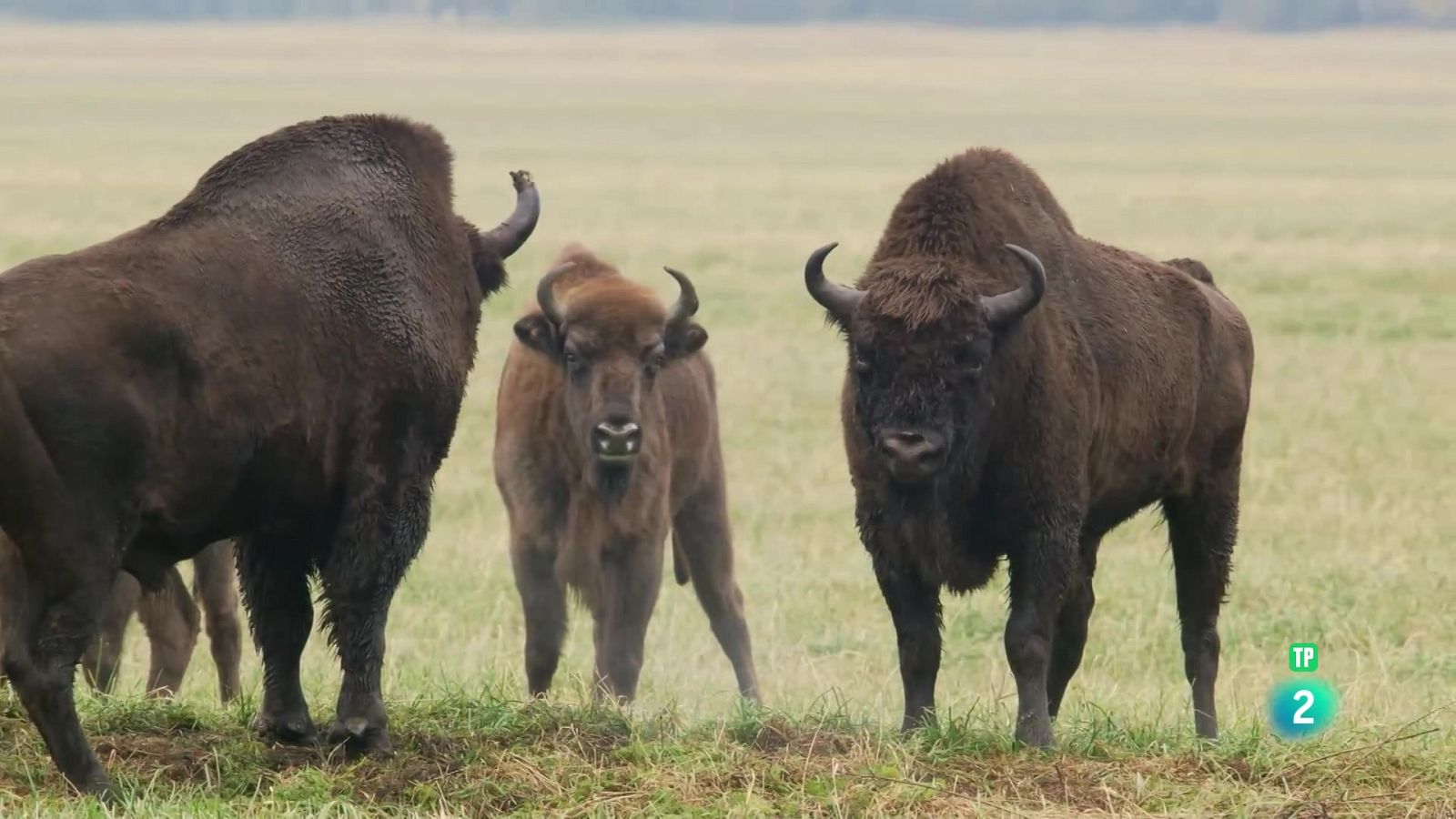 Grans Documentals - El bisó europeu, el colós del bosc - Veure ara