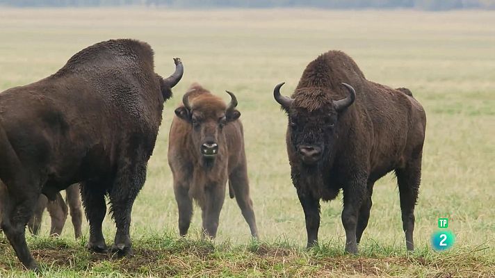 Som Documentals - El bisó europeu, el colós del bosc