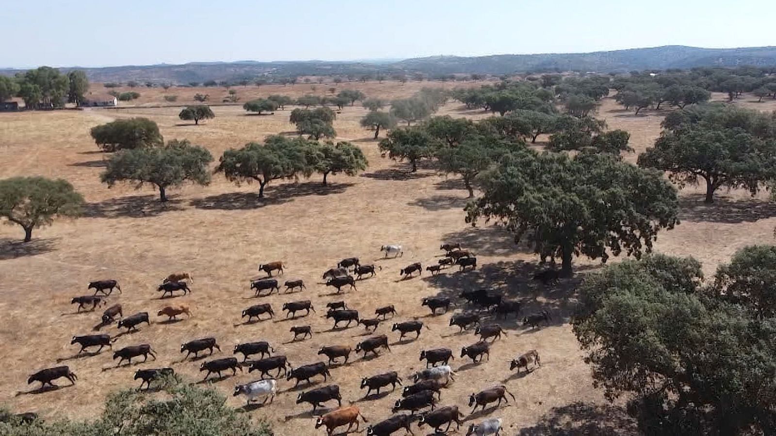 Tendido Cero - 13/07/24 - ver ahora