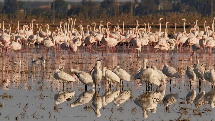 Fauna ibérica - Viviendo juntos