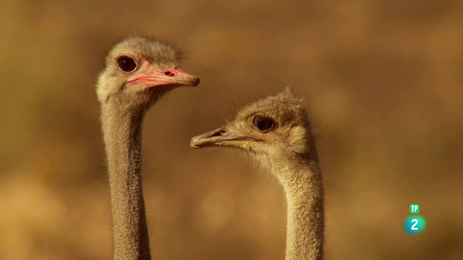 Grans Documentals - Amb els peus a terra: aus no voladores - Veure ara