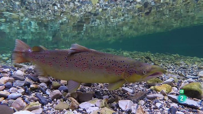 Som Documentals - L'ocàs del rei