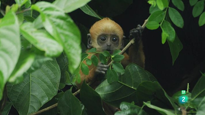 Som Documentals - El regne secret dels micos de la Xina