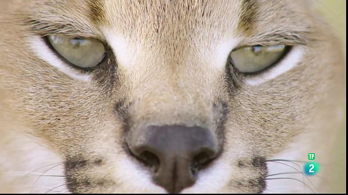 Som Documentals - La vida a l'Àfrica ardent: El caracal, la sabana en flames