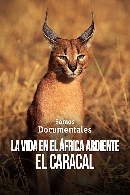Som Documentals - La vida a l'Àfrica ardent: El caracal, la sabana en flames