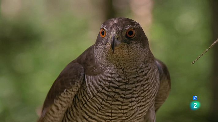 Som Documentals - Caçadors del cel: astors, aligots i àguiles