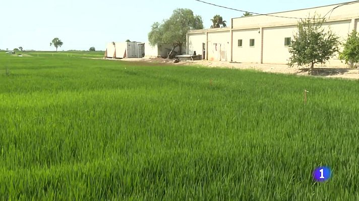 L'Informatiu - Innovacions en el conreu de l'arròs