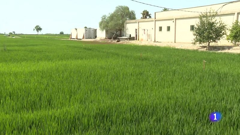 Innovacions en el conreu de l'arròs - L'Informatiu | Veure