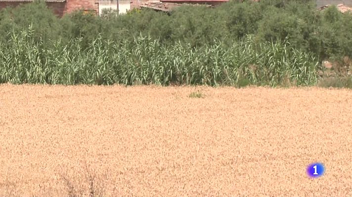 L'Informatiu - Calorada arreu de Catalunya: fins a 40 °C a l'interior