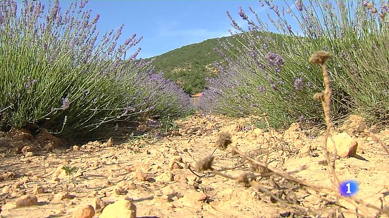 Una plaga de gusanos amenaza la lavanda - Noticias de Castilla-La Mancha | Ver
