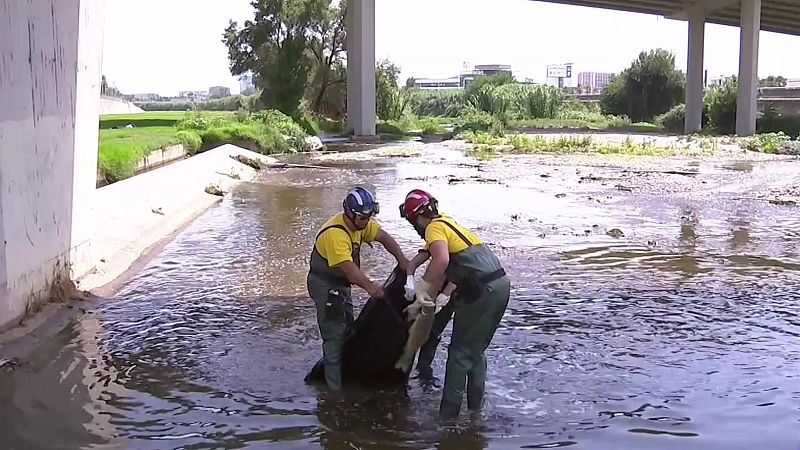 L'incendi a Polinyà contamina 11 km del riu Besòs - L'Informatiu | Veure