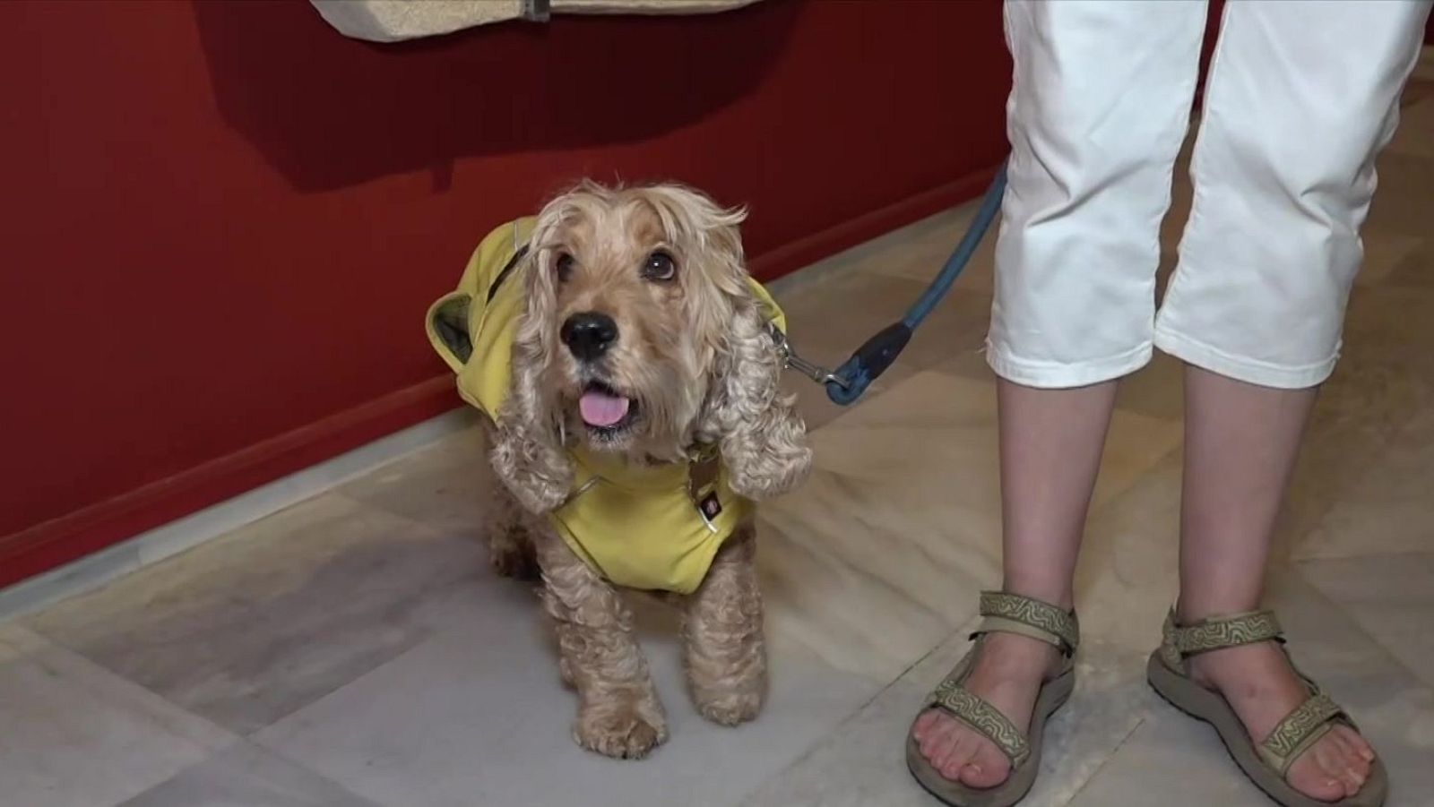 El Museu d'Arqueologia de Catalunya obre les portes als gossos - L'Informatiu | Veure