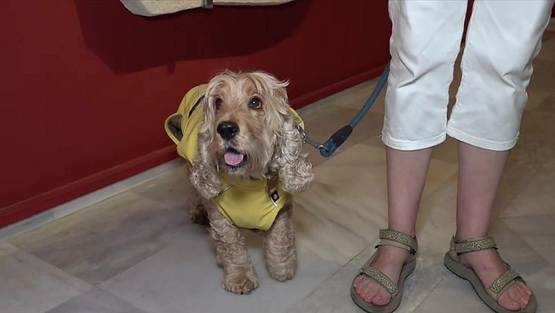 El Museu d'Arqueologia de Catalunya obre les portes als gossos - L'Informatiu | Veure