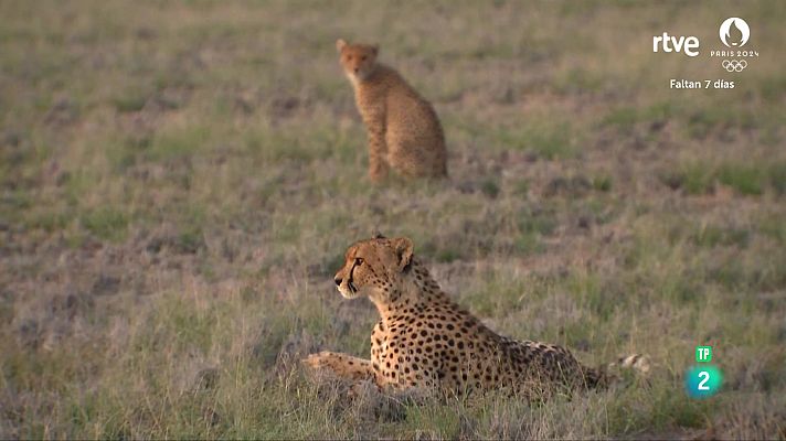 Som Documentals - Els contes de la Maleika