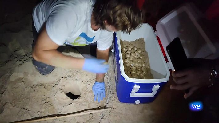 L'informatiu - Comunitat Valenciana - L'Informatiu de la Comunitat Valenciana 2 - 22/07/24