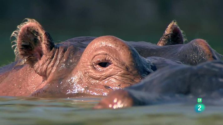 Som Documentals - Grans rius | Zambezi