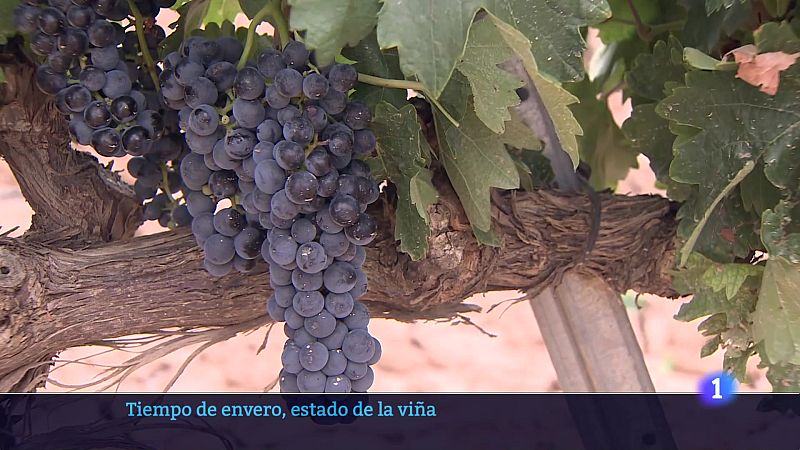 Informativo Telerioja - 30-07-2024 | Ver