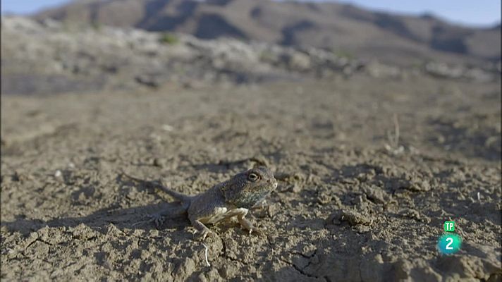 Som Documentals - L'Àfrica extrema | L'oasi lineal